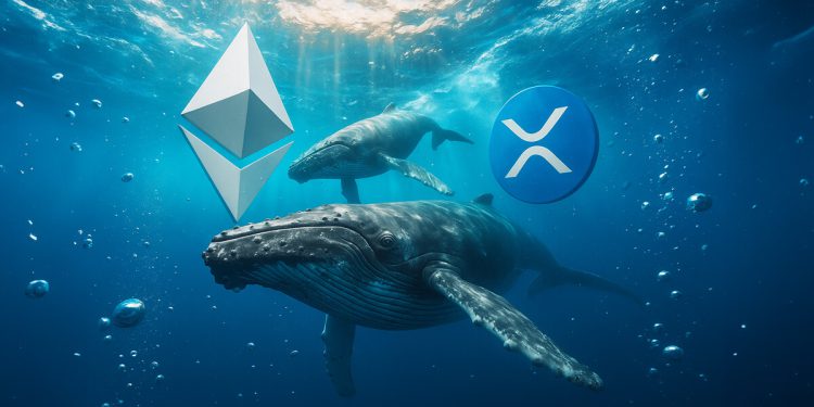 While Ethereum whales rotate, XRP data shows a fatal concentration flaw that leaves one group holding the bag.